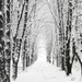 hd-winter-achtergrond-met-een-weg-tussen-de-bomen-bedekt-met-snee