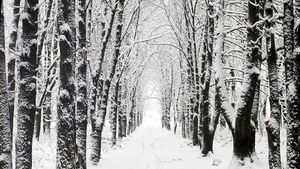 hd-winter-achtergrond-met-een-weg-tussen-de-bomen-bedekt-met-snee