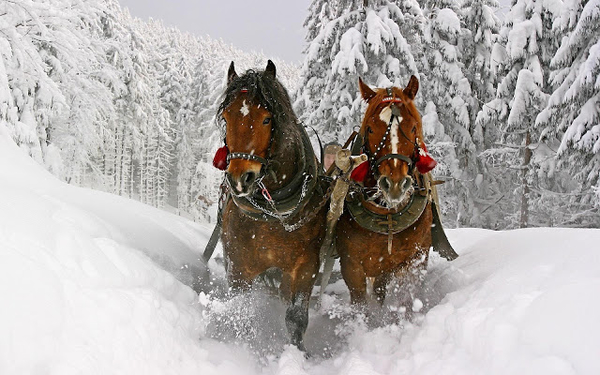 hd-winter-achtergrond-met-twee-paarden-en-een-slee-door-de-sneeuw