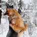hd-honden-wallpaper-met-een-duitse-herder-in-de-sneeuw-hd-hond-ac