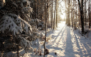 hd-winter-achtergrond-in-het-bos-met-veel-sneeuw-op-de-grond-hd-w
