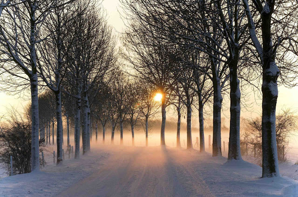 hd-winter-achtergrond-met-een-besneeuwde-weg-met-bomen-en-mist-hd