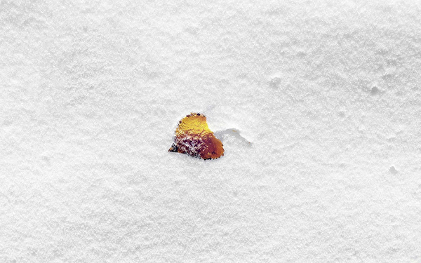 winter-wallpaper-met-een-herfstblad-in-de-sneeuw-hd-winter-achter
