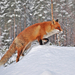 achtergrond-met-een-rode-vos-in-de-sneeuw