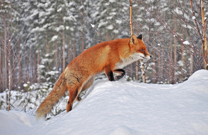 achtergrond-met-een-rode-vos-in-de-sneeuw