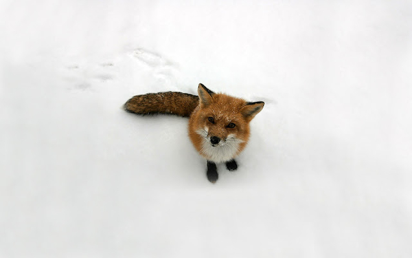 dieren-wallpaper-met-een-rode-vos-in-de-sneeuw