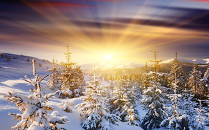 een-witte-kerst-achtergrond-met-kerstbomen-bedekt-met-een-laag-sn
