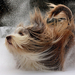 hd-achtergrond-met-een-hond-met-lang-haar-spelend-in-de-sneeuw-hd