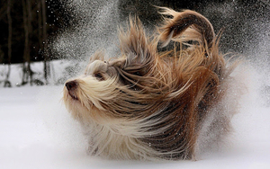 hd-achtergrond-met-een-hond-met-lang-haar-spelend-in-de-sneeuw-hd