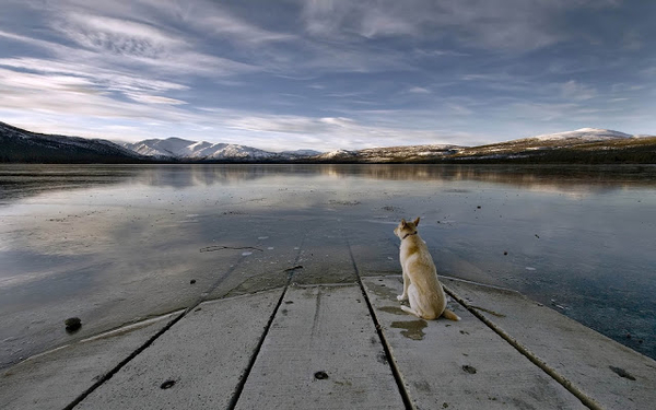 hd-honden-achtergrond-met-hond-kijkt-uit-over-bevroren-meer-hd-wi