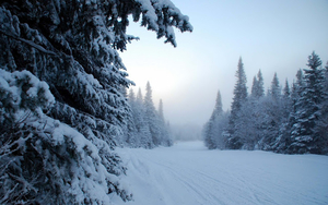 hd-winter-wallpaper-met-sneeuw-en-bomen-hd-winter-achtergrond