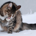 katten-achtergrond-met-een-kat-in-de-sneeuw-met-koude-poten-hd-ka