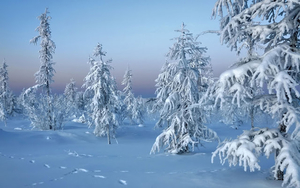 winter-achtergrond-met-besneeuwde-bomen