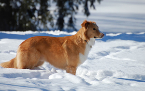 winter-achtergrond-met-een-hond-in-de-sneeuw