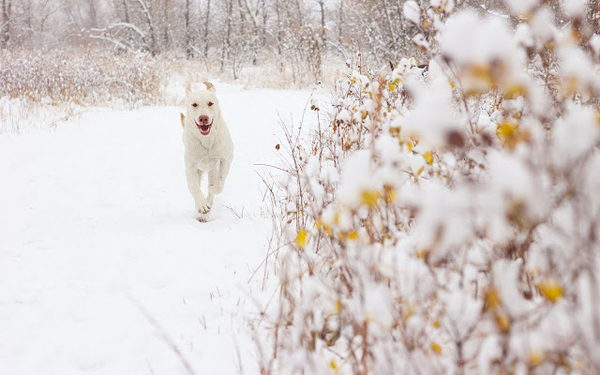 winter-achtergrond-met-een-witte-hond-in-de-sneeuw