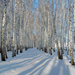 winter-foto-van-bomen-en-veel-sneeuw-hd-winter-wallpaper