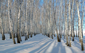 winter-foto-van-bomen-en-veel-sneeuw-hd-winter-wallpaper