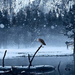 winter-wallpaper-met-een-wolf-en-een-uil