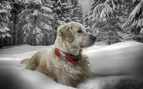 afbeelding-van-een-hond-in-een-dikke-laag-sneeuw