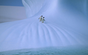 dieren-achtergrond-met-sneeuw-en-pinguins