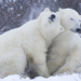 foto-van-knuffelende-ijsberen-in-de-winter