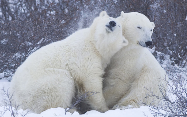 foto-van-knuffelende-ijsberen-in-de-winter