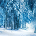 foto-van-winter-in-het-bos-met-veel-bomen-en-sneeuw