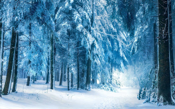 foto-van-winter-in-het-bos-met-veel-bomen-en-sneeuw