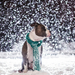 hond-met-sjaal-buiten-in-de-sneeuw-hd-winter-achtergrond