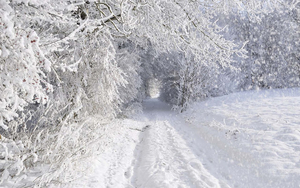 prachtige-winterlandschap-wallpaper-met-bomen-bedekt-met-sneeuw
