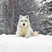 wallpaper-van-een-witte-hond-in-de-sneeuw-tijdens-de-winter