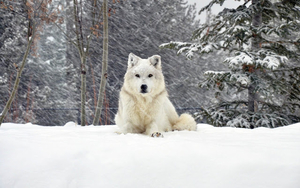 wallpaper-van-een-witte-hond-in-de-sneeuw-tijdens-de-winter