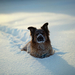 winter-achtergrond-met-een-hond-weggezakt-in-de-sneeuw