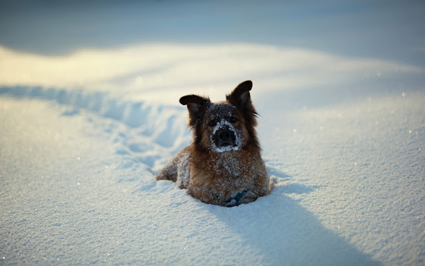 winter-achtergrond-met-een-hond-weggezakt-in-de-sneeuw