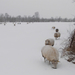 winter-achtergrond-met-schapen-in-het-weiland-bedekt-met-een-laag