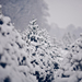 winter-foto-met-een-laag-verse-sneeuw-op-de-bomen