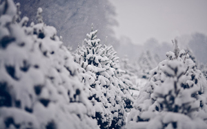 winter-foto-met-een-laag-verse-sneeuw-op-de-bomen