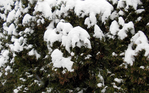 winter-wallpaper-met-een-laag-sneeuw-op-coniferen