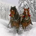 animal-wallpapers-two-brown-horses-running-through-the-snow-hd-ho