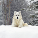 beautiful-photo-of-a-white-dog-in-the-snow-hd-dogs-wallpapers