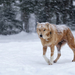 foto-van-een-wolf-buiten-tijdens-een-sneeuwstorm-hd-winter-achter