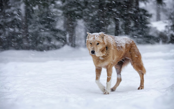 foto-van-een-wolf-buiten-tijdens-een-sneeuwstorm-hd-winter-achter