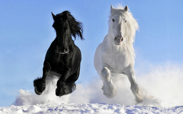 winter-foto-rennende-paarden-in-de-sneeuw-achtergrond