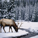 winter-stag-wallpapers_1277_1600