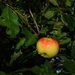 apple-tree-2758623_960_720