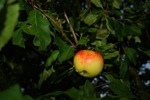 apple-tree-2758623_960_720