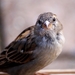 sparrow-2760001_960_720