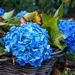 hortensia-2873569_960_720