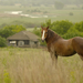 foto-van-een-bruin-paard-buiten-in-de-regen-hd-paarden-achtergron