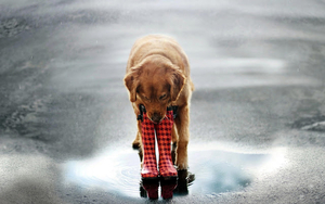 hond-met-regenlaarzen-in-zijn-bek-in-een-waterplas-hd-honden-acht